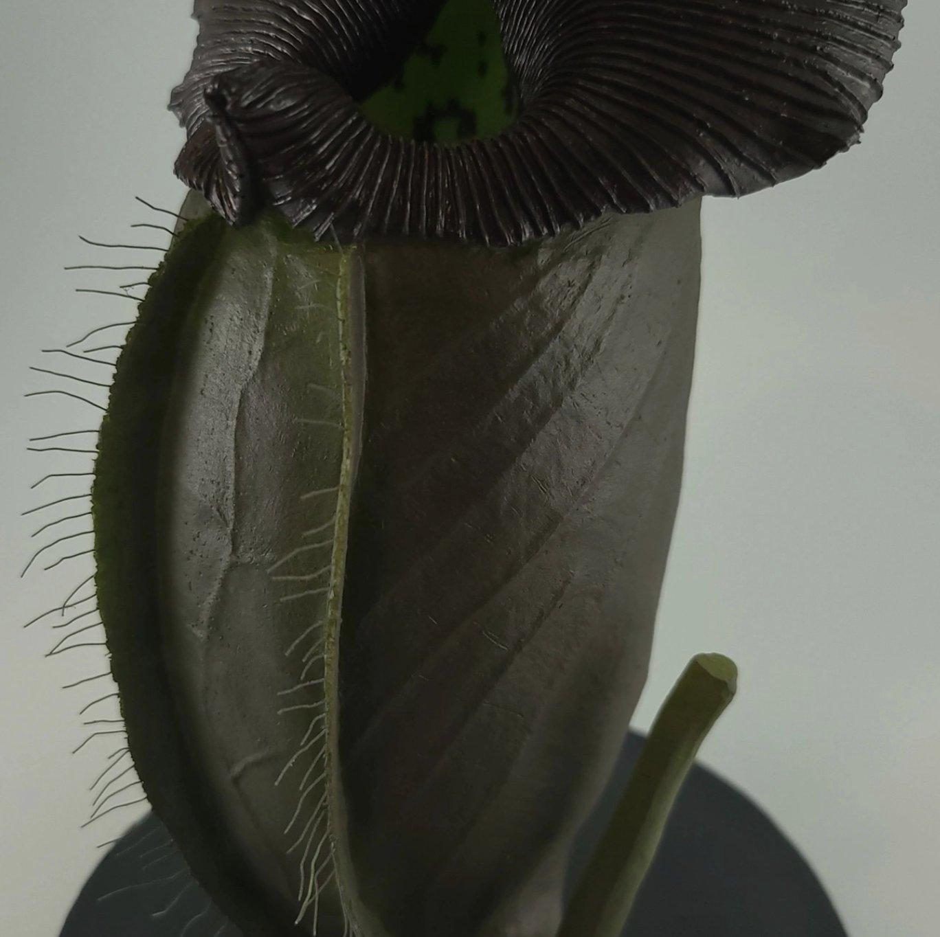 Widow's Veil Pitcher detail 4