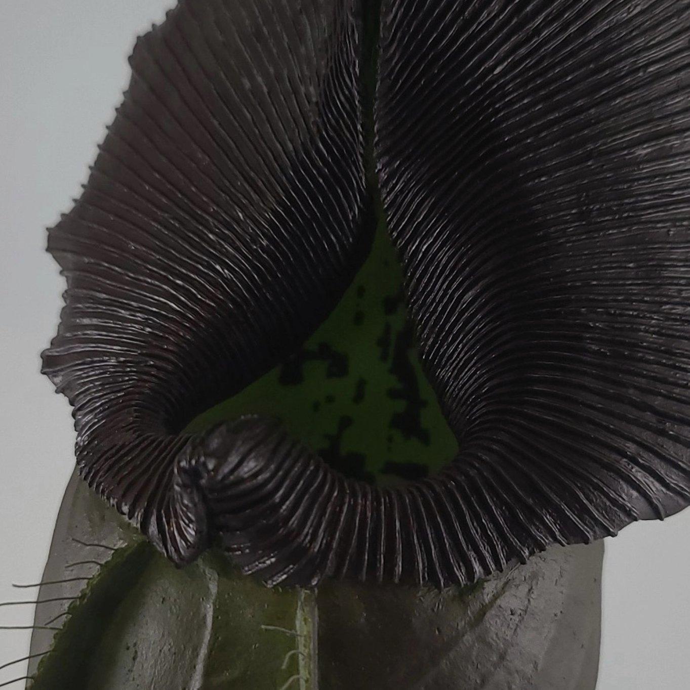 Widow's Veil Pitcher detail 5