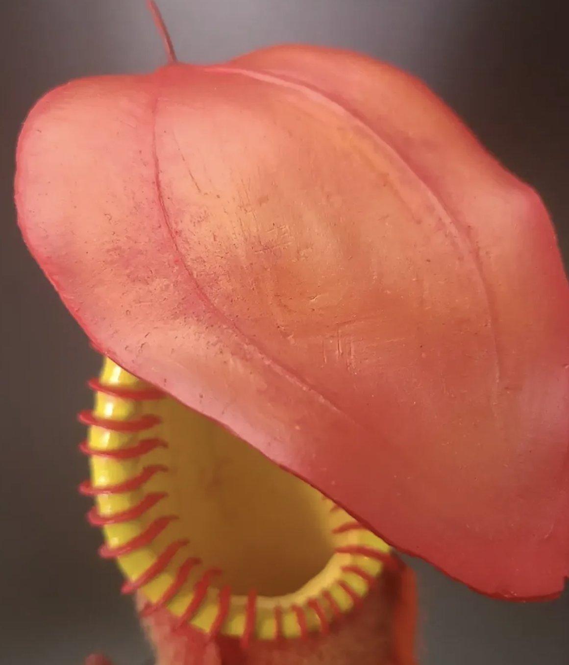 Crimson Fringe Trumpet photo 4