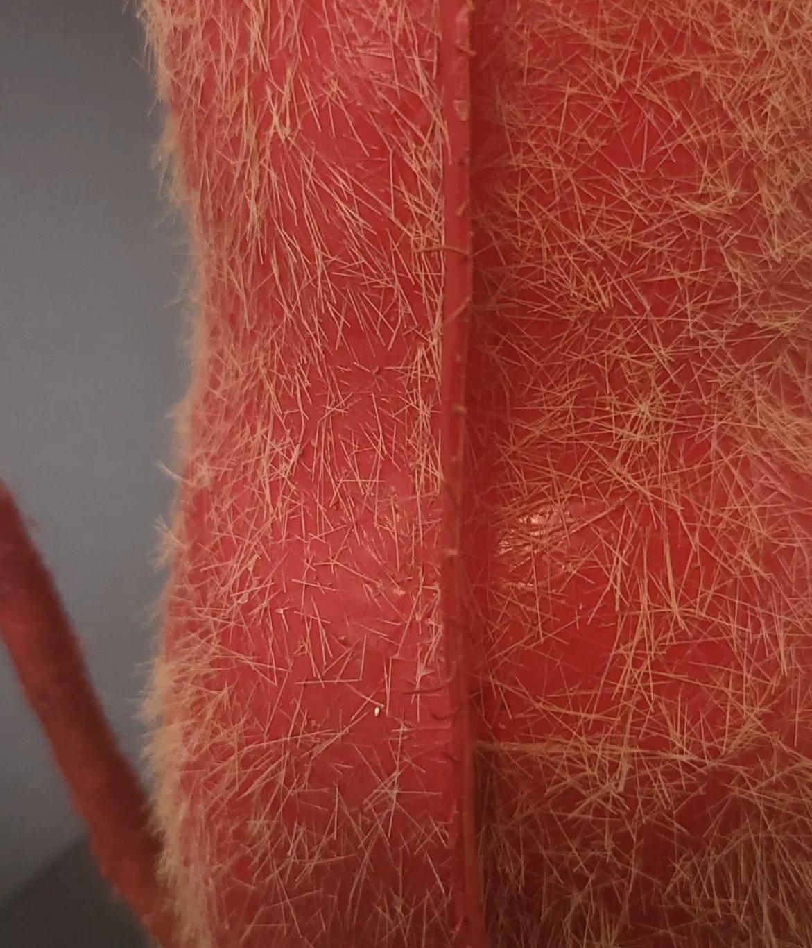 Crimson Fringe Trumpet photo 5